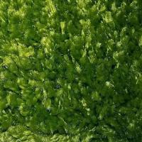 Ковролин Urggazcarpet Shaggy Bravo 546-yesil (рулон: 3x25=75м2)
